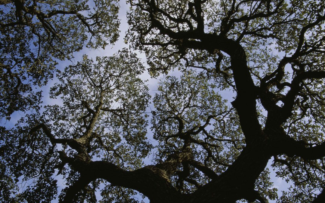 Up In a Tree