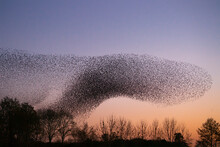 Starlings